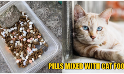 A Malaccan Who Feeds Stray Cats in Her Neighbourhood Finds Her Kibble Bowl Filled Up With Medicine Pills - WORLD OF BUZZ