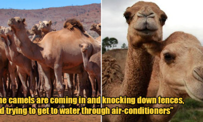 Over 10,000 Camels to Be Killed Over 5 Days to Stop Them From Drinking Water During Drou - WORLD OF BUZZ