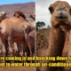 Over 10,000 Camels to Be Killed Over 5 Days to Stop Them From Drinking Water During Drou - WORLD OF BUZZ