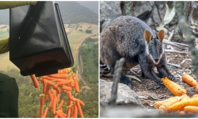 Helicopters Are Dropping Thousands of Kilos of Food To Feed Starving Animals In Australia! - WORLD OF BUZZ