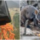 Helicopters Are Dropping Thousands of Kilos of Food To Feed Starving Animals In Australia! - WORLD OF BUZZ