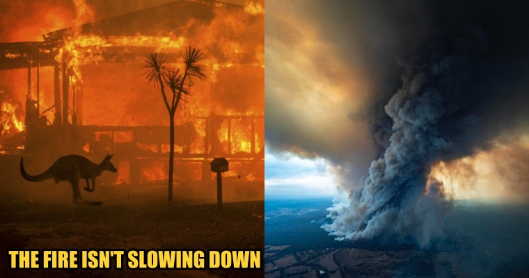 Here's How You Can Help The People & Animals That Are Suffering From The Australian Wildfires - WORLD OF BUZZ 3