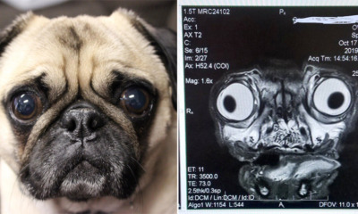 Terrifying Photo Shows How a Pug's MRI Scan Looks Like, Highlights The Results of Selective Breeding - WORLD OF BUZZ