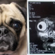 Terrifying Photo Shows How a Pug's MRI Scan Looks Like, Highlights The Results of Selective Breeding - WORLD OF BUZZ