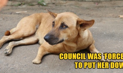 Sabah Authorities Killed Mother Dog Because She Attacked People Who Stole Her Puppies - WORLD OF BUZZ
