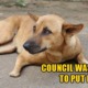 Sabah Authorities Killed Mother Dog Because She Attacked People Who Stole Her Puppies - WORLD OF BUZZ