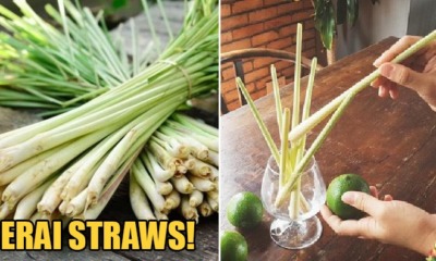 Serai Straws Will Be Introduced In Kelantan To Help Reduce Plastic Wastage - WORLD OF BUZZ 4