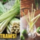 Serai Straws Will Be Introduced In Kelantan To Help Reduce Plastic Wastage - WORLD OF BUZZ 4