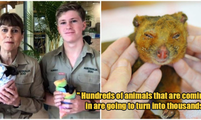 Steve Irwin's Family Have Saved Over 90,000 Animals From Australia's Bush-Fires! - WORLD OF BUZZ