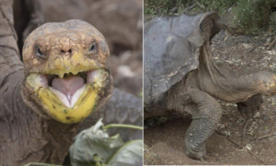 This Macho Tortoise Had So Much Sex, He Might Have Save His Species From Extinction - WORLD OF BUZZ 3