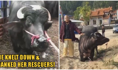 Video: Slaughterhouse Spares Pregnant Cow Who Knelt Down & Begged For Her Life - WORLD OF BUZZ 2