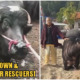 Video: Slaughterhouse Spares Pregnant Cow Who Knelt Down & Begged For Her Life - WORLD OF BUZZ 2