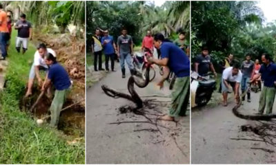 Villagers Attempt To Capture Giant Python Hiding In Gutter With Bare Hands With 'Expert' Orders From A Bystander - WORLD OF BUZZ 3