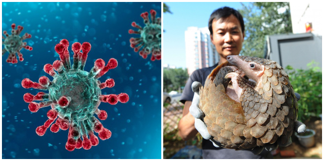 Pangolins Identified To Be Potential Coronavirus Carriers & This Might Actually Help Save Their Species - WORLD OF BUZZ