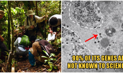 Brazilian Researchers Have Found A New Virus That Has 90% Genes Not Known To Science - WORLD OF BUZZ