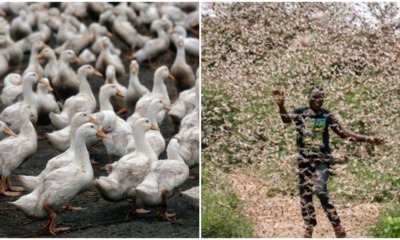 China Deploys An Army of 100,000 Ducks To Fight Off Locust Swarms Causing Food Shortage - WORLD OF BUZZ 3