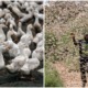 China Deploys An Army of 100,000 Ducks To Fight Off Locust Swarms Causing Food Shortage - WORLD OF BUZZ 3