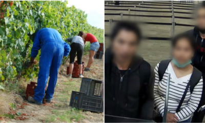 Five Malaysians Caught For Attempting To Enter Australia To Work Illegally On Farms - WORLD OF BUZZ 4