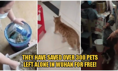 Kind Volunteers Help Pet Owners Stranded Outside Wuhan To Rescue Over 300 Pets Left Alone At Home! - WORLD OF BUZZ