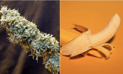 Man Suffers Marijuana Allegedly Caused A Man To Suffer A 12-Hour Erection Then A 6-Hour One - WORLD OF BUZZ 3