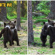 Photos: Photographer Captures Adorable Bear Cubs Dancing Together, Straight Out of A Disney Movie! - WORLD OF BUZZ 5