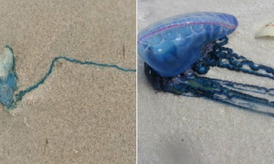Public Warned Not To Visit This Terengganu Beach After Over 30 Portuguese Man o’ War Jellyfishes Found - WORLD OF BUZZ