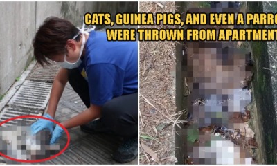 SPCA Confirms Animals Are Being Thrown Out Of High Rise Buildings Over Coronavirus Fears - WORLD OF BUZZ 4