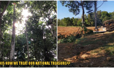 The Largest Rainforest Nursery In Malaysia Is Being Destroyed Right Now, Here's How You Can Help - WORLD OF BUZZ