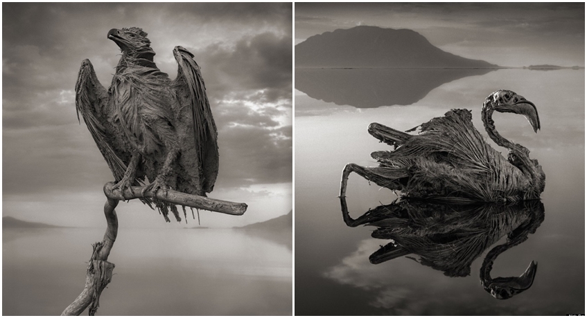 Unsettling Photos Of Calcified Animals Show The Power Of This Salt Lake - WORLD OF BUZZ