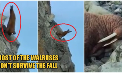 Video: Walruses Crawl & Tragically Fall Off Cliff In Despair As Global Warming Shrinks Their Habitats - WORLD OF BUZZ