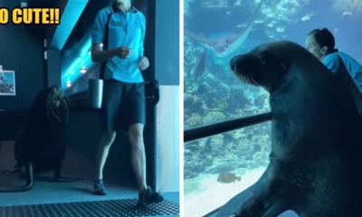 WATCH: Birri Junior The Sea Lion Go On An Adventure At Sea World Australia - WORLD OF BUZZ