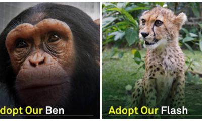 MCO: Zoo Negara Urgently Seeks For Donations To Cover Operational Costs As Their Income Had Plunged - WORLD OF BUZZ 3