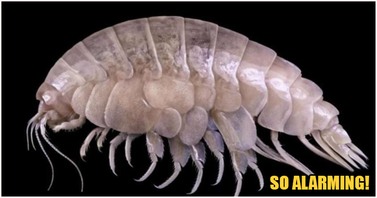 New Marine Life Species Discovered In Deepest Place On Earth Found With Micro Plastic in Stomach - WORLD OF BUZZ 1