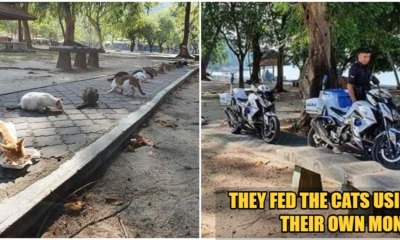 Soft-Hearted Abang-Abang Polis Sees 20 Hungry Stray Cats During MCO Patrol, Feeds Them - WORLD OF BUZZ