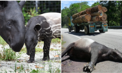 Tapir Numbers Are Rapidly Decreasing Because Of Deforestation And Road Accidents, With Only 2,500 Left Worldwide - WORLD OF BUZZ 3