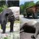 Tapir Numbers Are Rapidly Decreasing Because Of Deforestation And Road Accidents, With Only 2,500 Left Worldwide - WORLD OF BUZZ 3