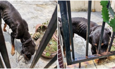 pjimage 2020 04 15T161435.548