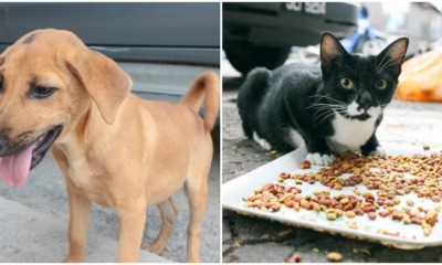 pjimage 2020 04 21T094336.499 1