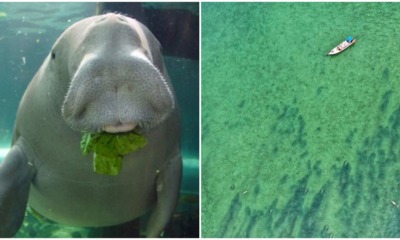 pjimage 2020 04 24T102957.132