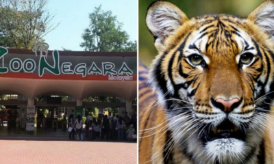 Zoo Negara Takes Protective Measures After Nadia The Tiger Was Found Positive Of Covid-19 In New York - WORLD OF BUZZ 1