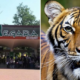 Zoo Negara Takes Protective Measures After Nadia The Tiger Was Found Positive Of Covid-19 In New York - WORLD OF BUZZ 1