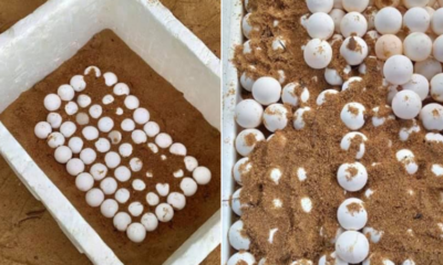 FT IMAGE 3 845x455 1