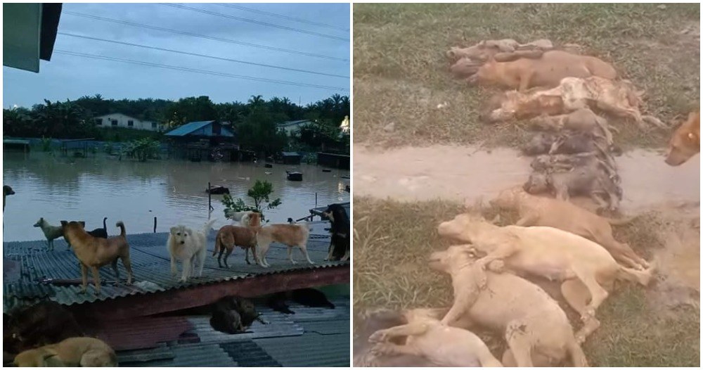 pjimage 2020 11 04T111226.126