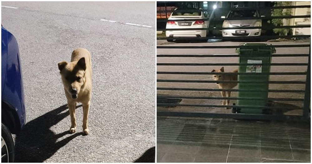 pjimage 2020 11 17T214120.769