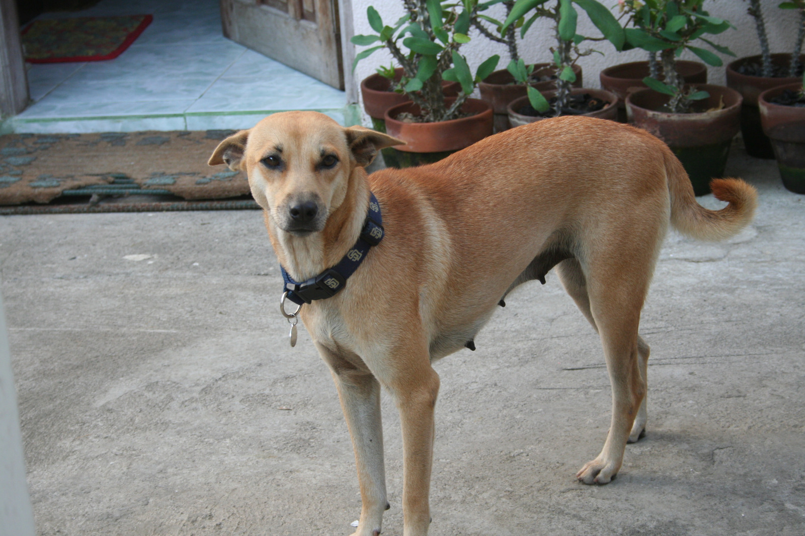 Abandoned Dog