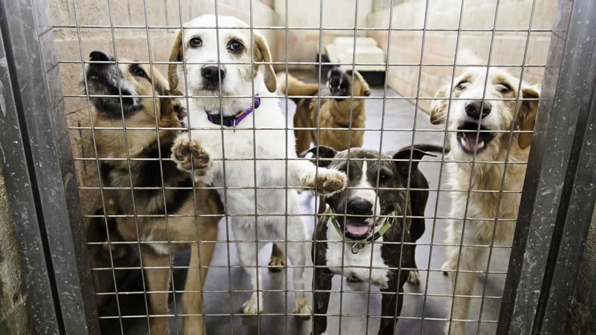 Animal Shelter