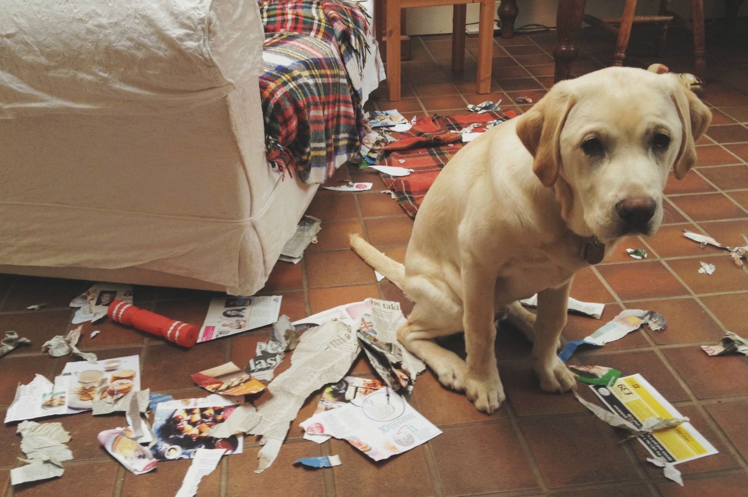 Bad Dog