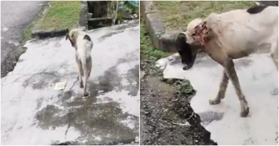 dog rescue