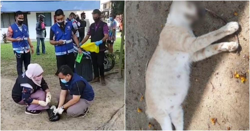 ft image kucing