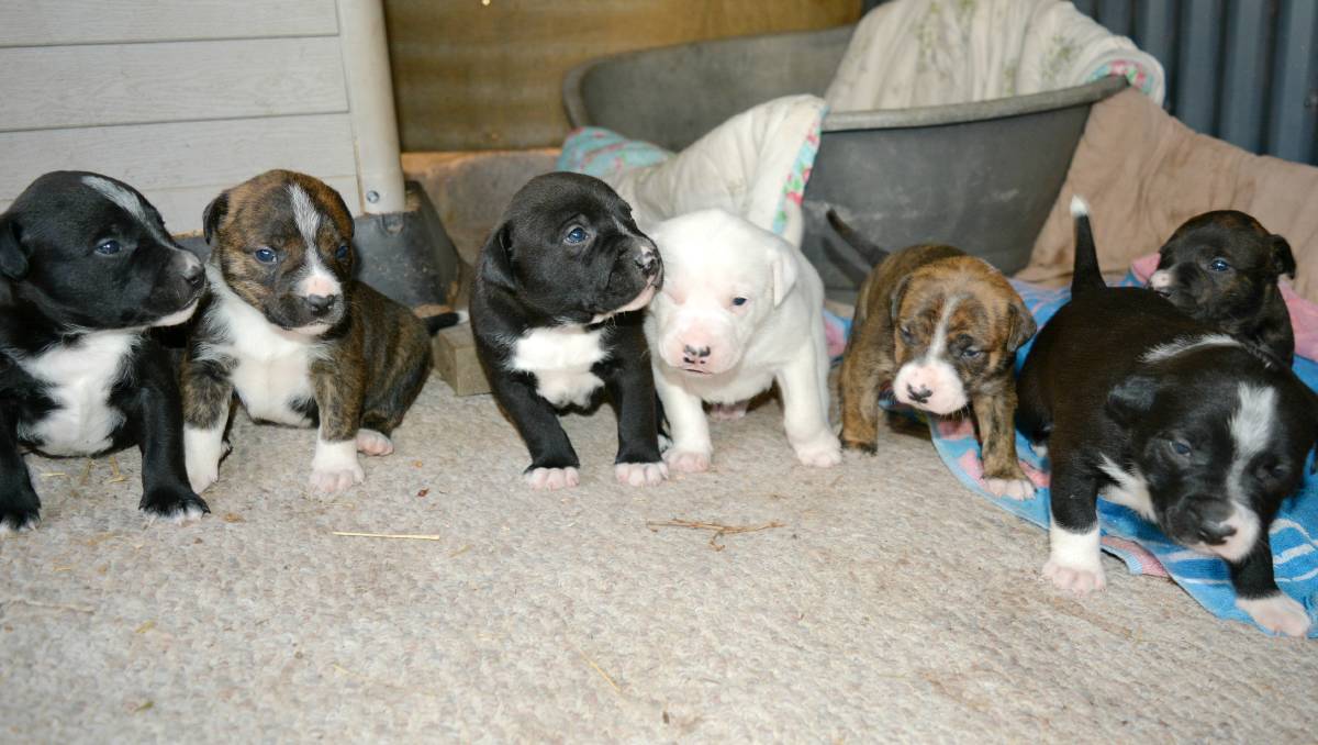 Puppy Litter